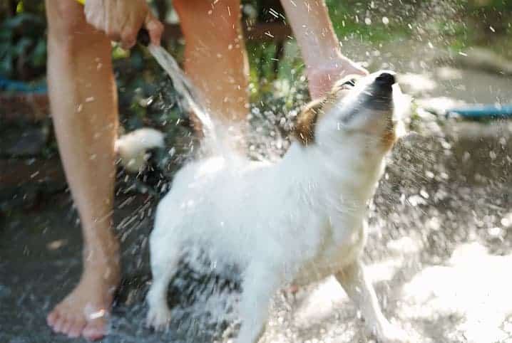 Cachorro com pelos brancos tomando banho de mangueira.