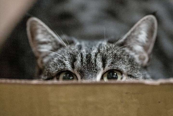 Gato olhando por cima da caixa.