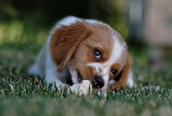 Cachorro filhote comendo na grama.