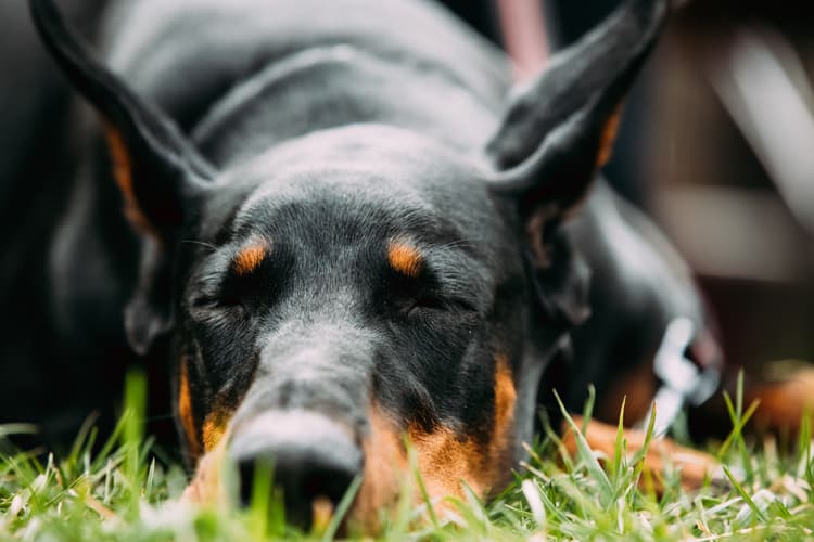 Qual é o cão mais perigoso do mundo? 3 doberman
