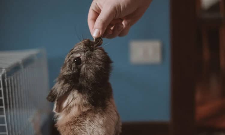 Tutor oferecendo grão de ração para um coelho.