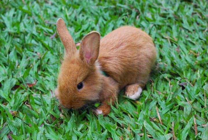 coelho pode comer cheiro verde meio