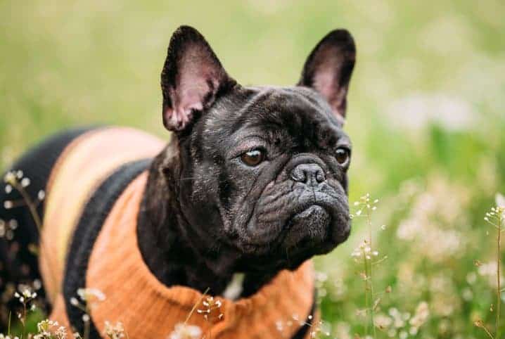 Bulldog francês com roupa laranja