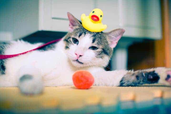 gato com pato de borracha amarelo na cabeça