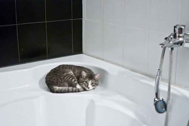 gato encolhido no canto da banheira