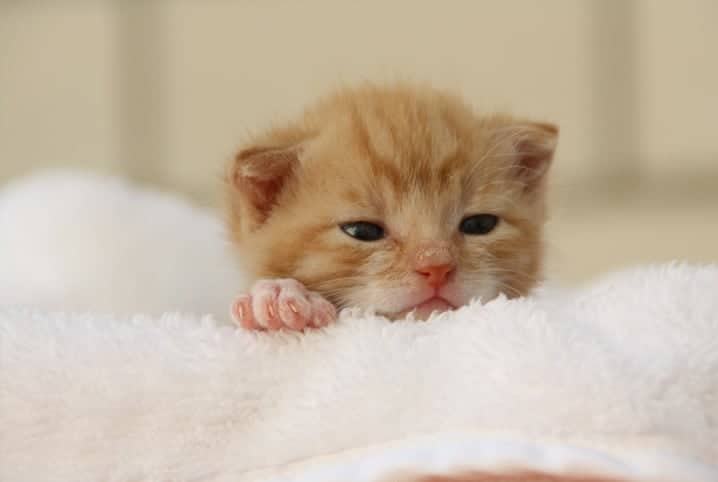 Gato filhote em toalha