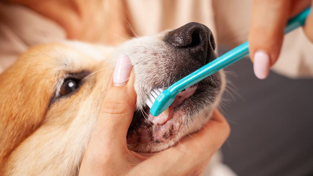 Tutora segurando o rosto do cachorro enquanto escova dos dentes dele.