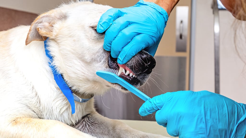 Veterinário escovando os dentes do cachorro.
