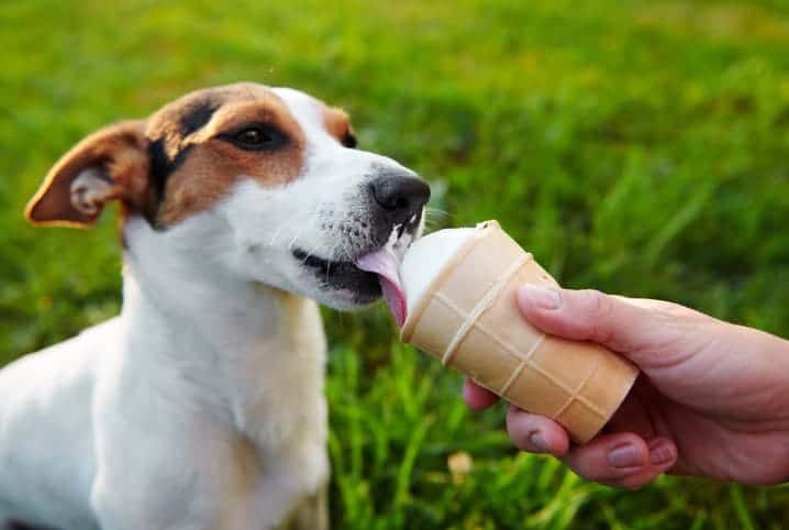 Cachorro tomando sorvete.