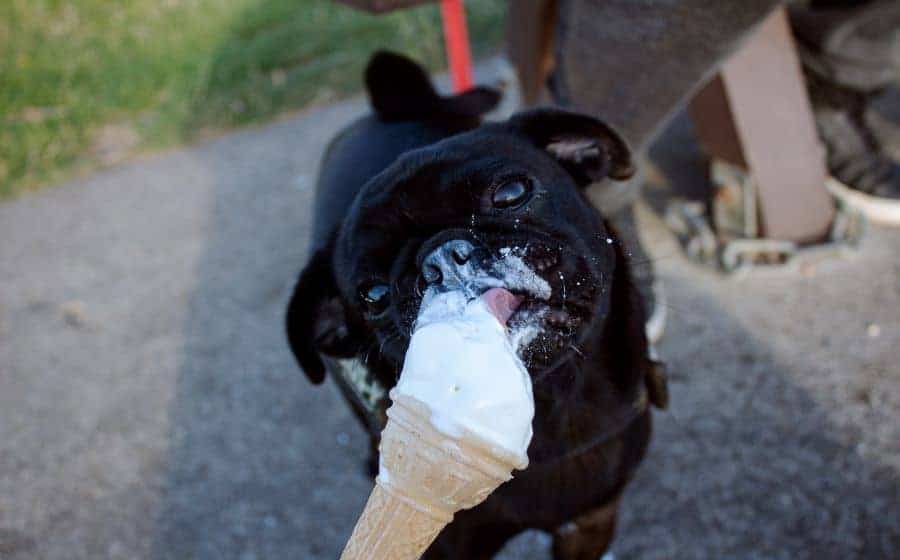 cachorro tomando sorvete.