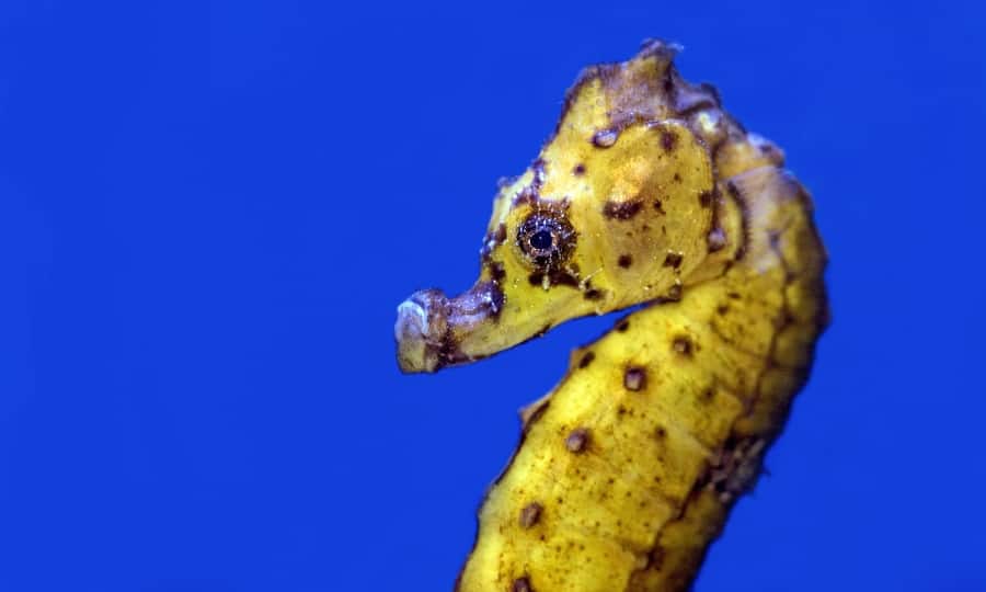 foto de perfil de cavalo-marinho amarelo.