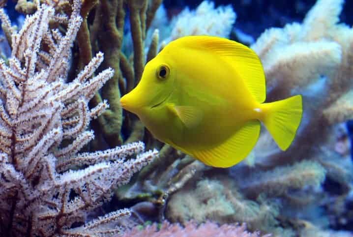 Peixe amarelo perto dos corais no aquário.