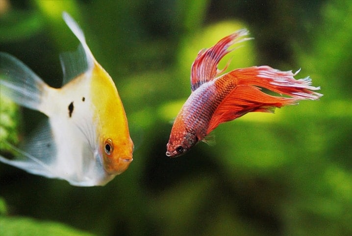 Dois peixes nadando no aquário.