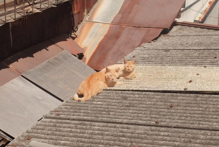 Pais & Filhos - Ajude este gatinho a chegar no telhado 🥰🙀