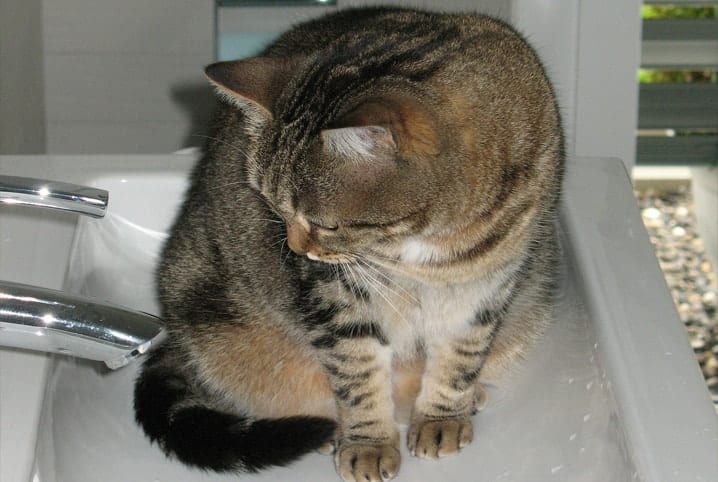 gato sentado na beira de uma banheira