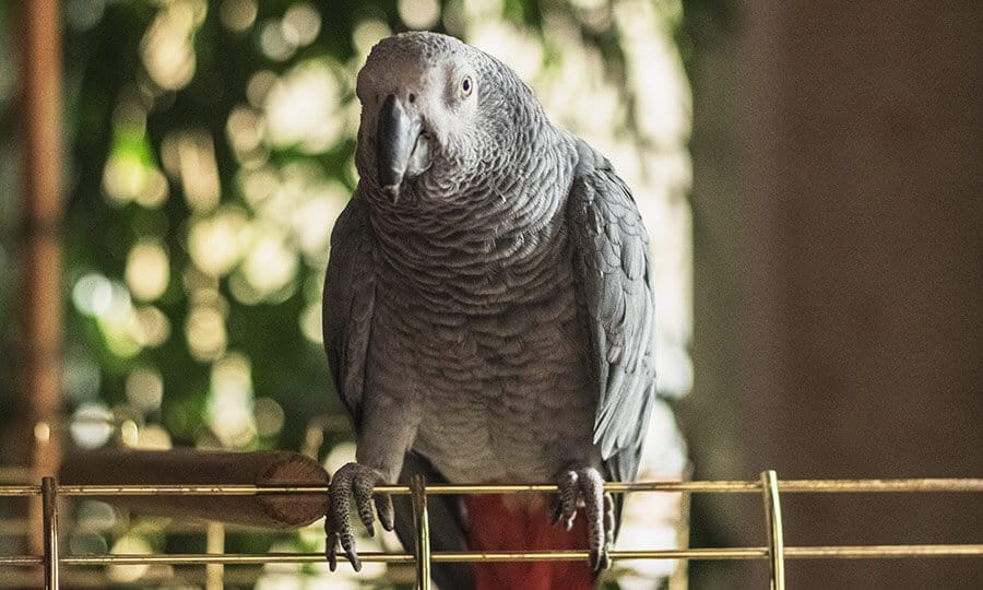 Papagaio do Congo na grade do viveiro.