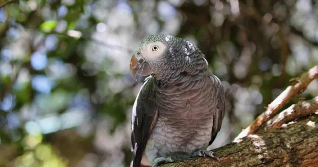 Papagaio do Congo em galho de árvore.