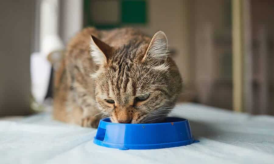 Gato comendo na tigela de plástico azul.