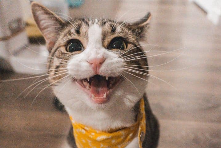 Gato assustado usando bandana amarela.