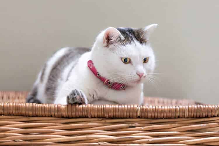 gato em uma cesta de madeira