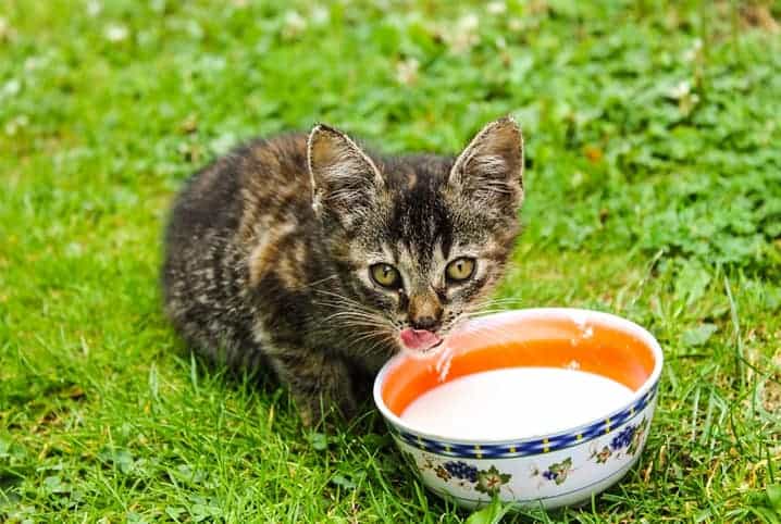 Gato filhote bebendo leite em tigela de cerâmica.