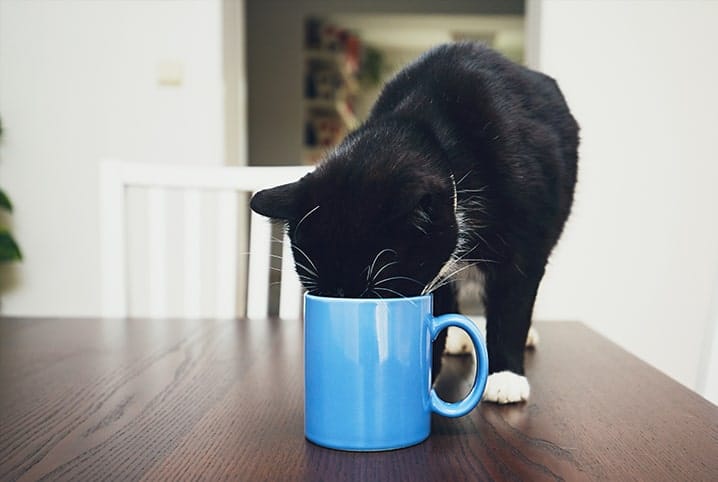 Gato bebendo leite numa caneca azul.