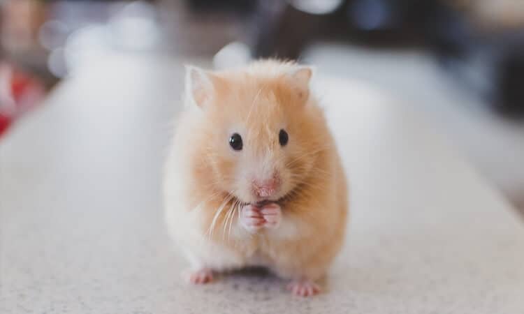 Hamster com as patas próxima ao rosto.