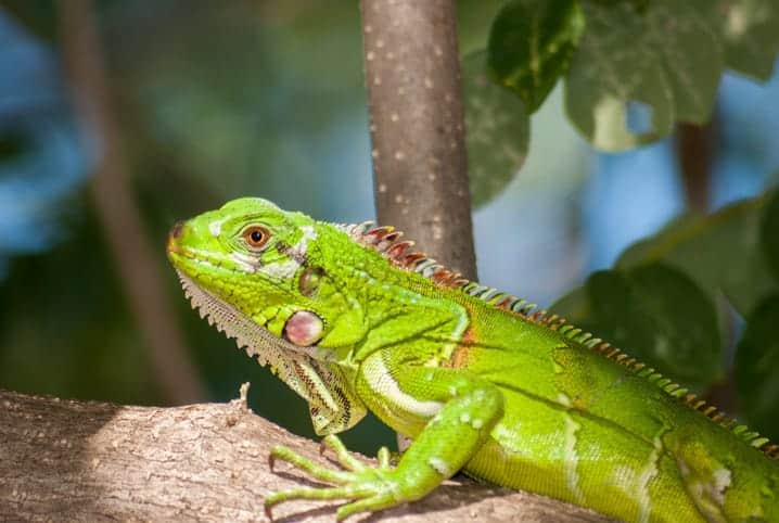 Iguana verde em cima de galho da árvore.