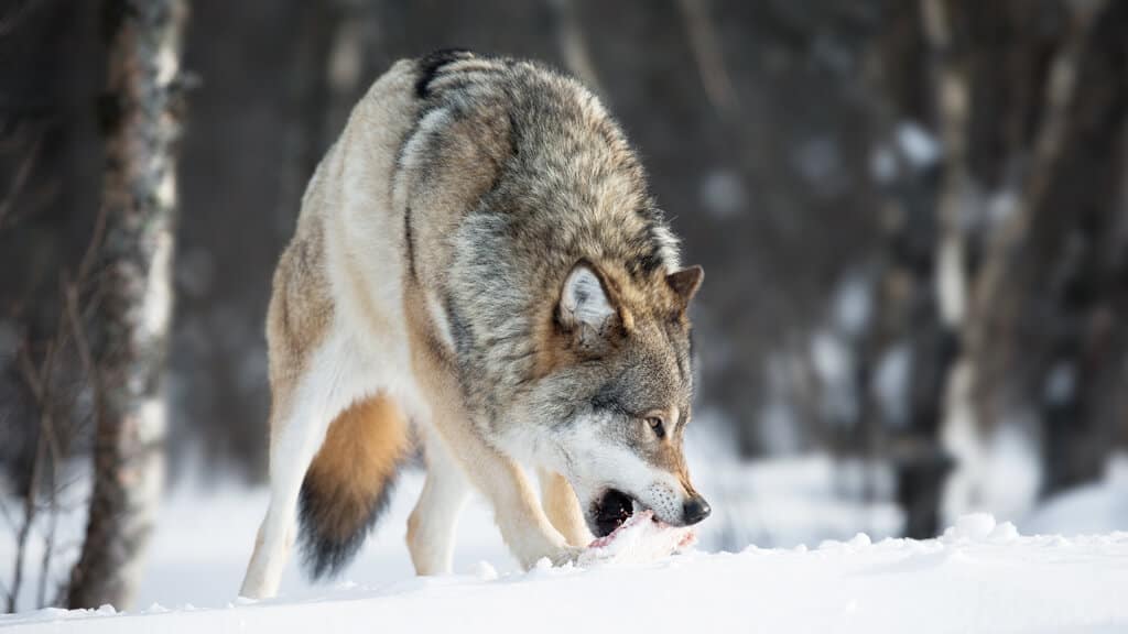 Lobo comendo um pedaço de carne na neve.