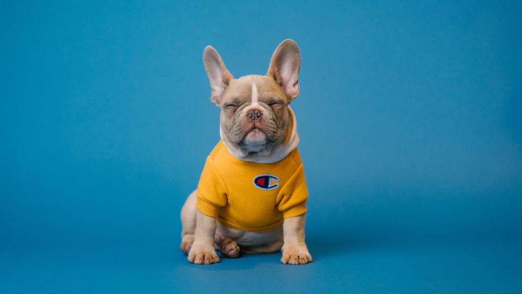 cachorra da raça bulldog francês com roupa amarela.
