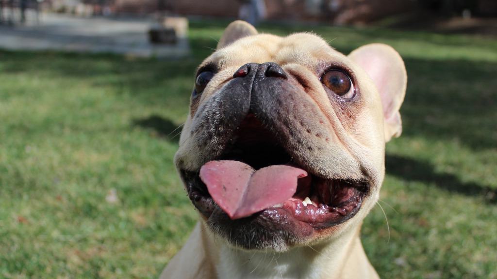 cachorra da raça bulldog francês feliz com a língua para a fora.