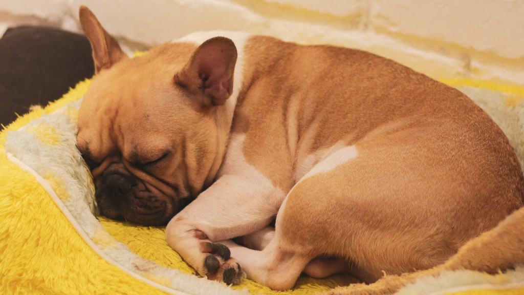 cachorra da raça bull dog francês dormindo em caminha amarela.