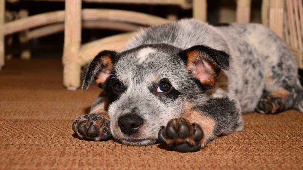 filhote de cachorro blue heeler olhando para tutor atrás da câmera.