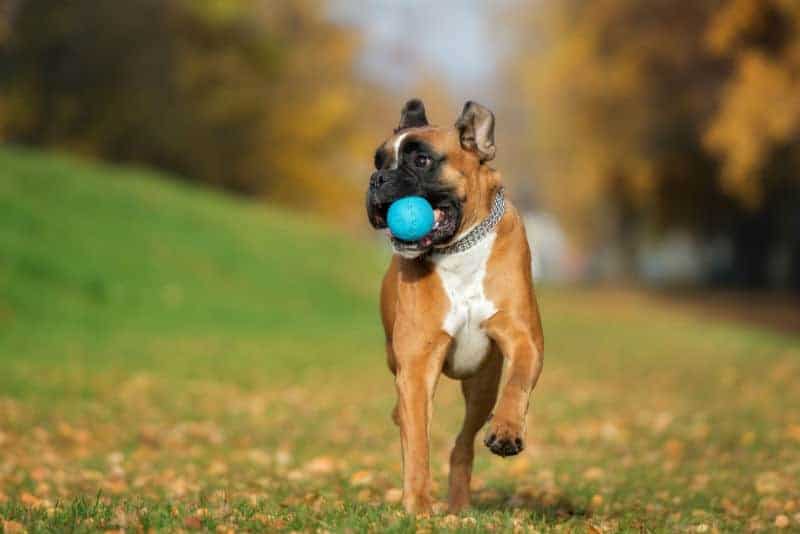 cachorro da raça boxer correndo com bolinha na boca.