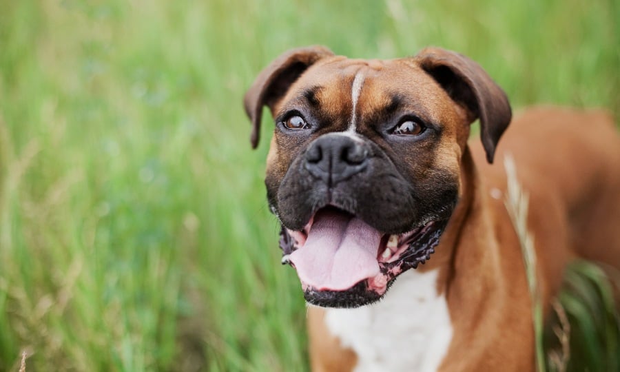 cachorro da raça boxer sorrindo coma língua para fora em campo gramado.