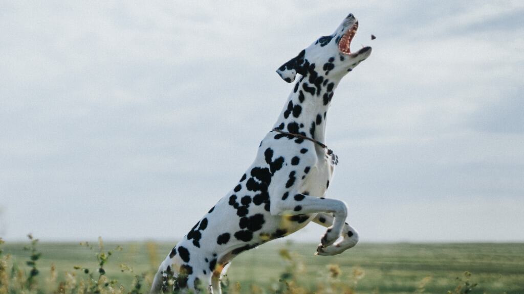 cachorro dálmata pulando para pegar petisco.
