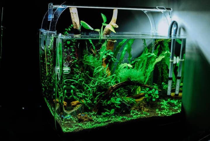 aquário com plantas aquáticas