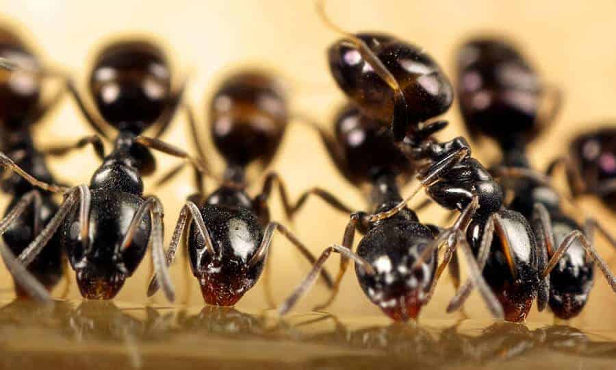 Formigas bebendo um líquido da superfície.
