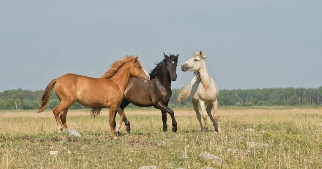 Três cavalos lado a lado