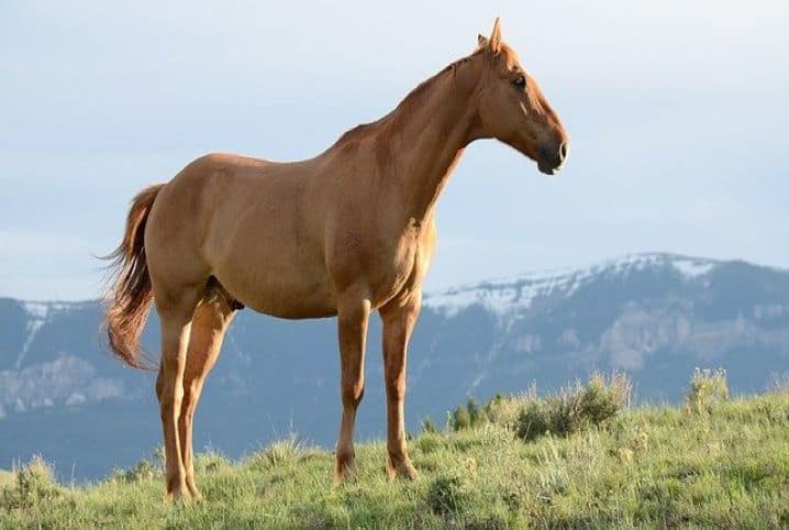 Cavalo marrom em gramado
