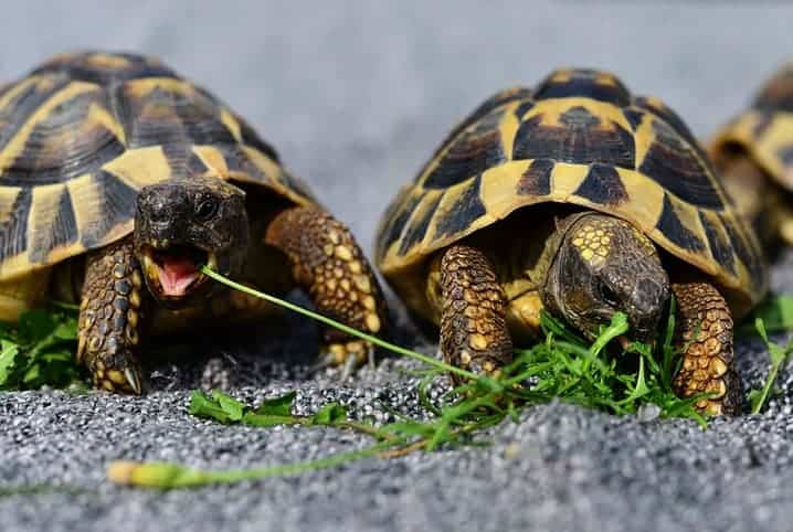 Duas tartarugas pequenas comendo folha.