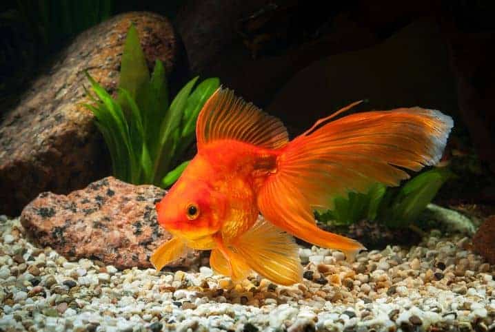 Peixe dourado em aquário 