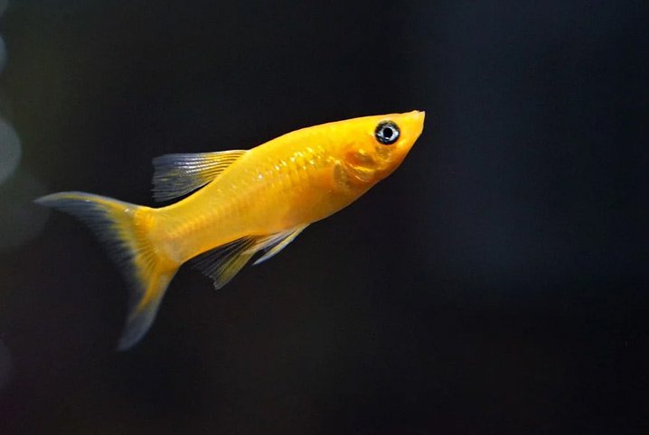 peixe amarelo