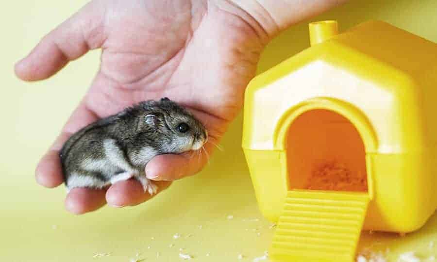Hamster na mão do tutor.