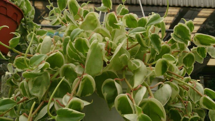 Peperômia folhas verde-clara