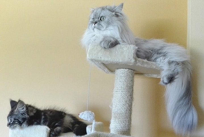 gatos em cima de arranhador