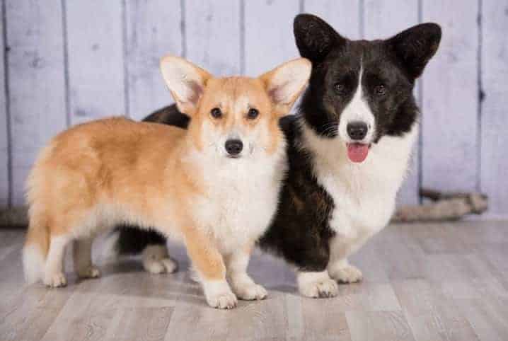 dois cães da raça corgi