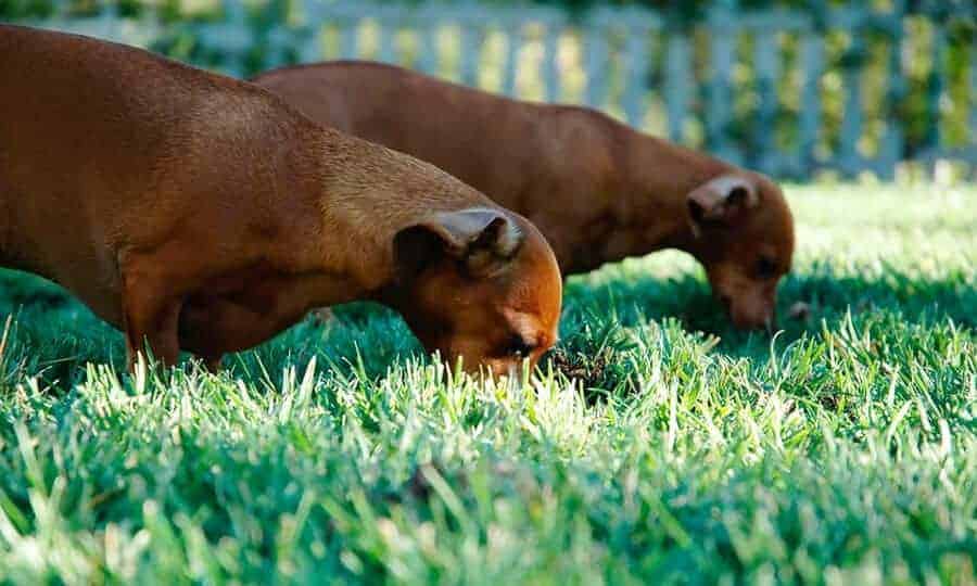 cachorros comendo grama.
