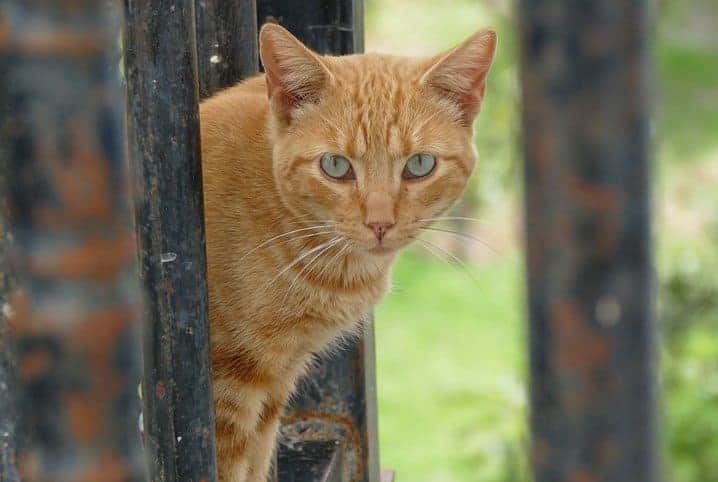 Gato olhando para a foto.