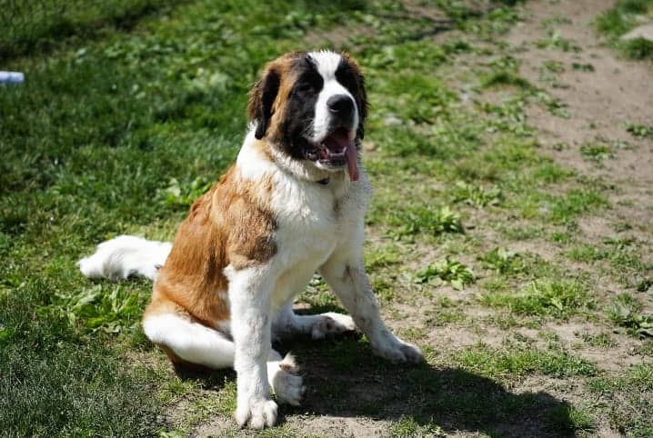 Conheça cachorros parecidos com São Bernardo